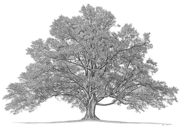 [family+tree.jpg]