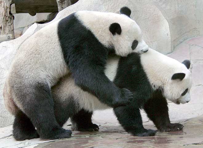 [Wolong_Giant_Panda_Centre_China_12.jpg]