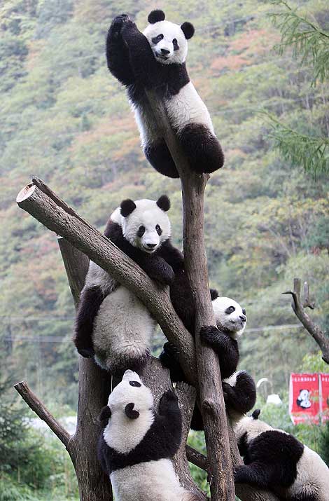 [Wolong_Giant_Panda_Centre_China_13.jpg]