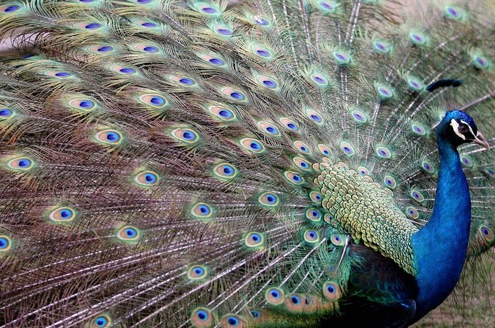 [peacock.jpg]