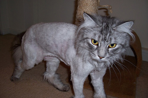 [shaved_pussy_cats_35.jpg]
