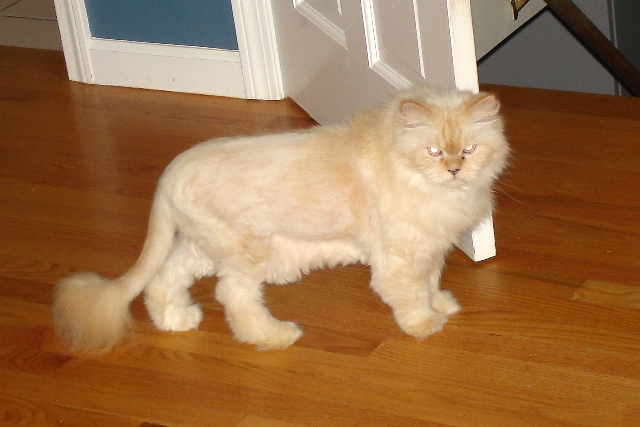 [shaved_pussy_cats_7.jpg]