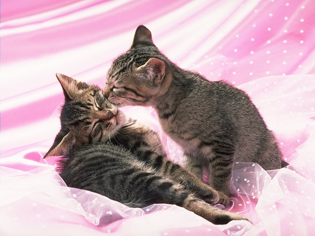 [Cats_Love_07.jpg]