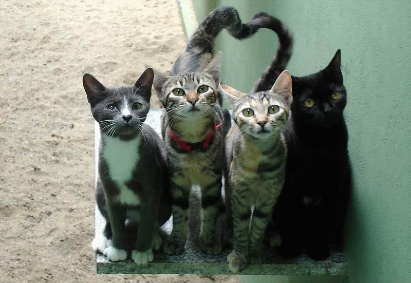 [Cats_Love_08.jpg]