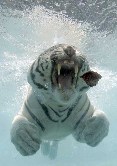 [White-Bengal-Tiger-Splash-Show-02.jpg]