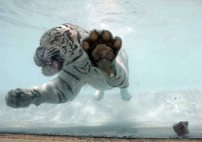 [White-Bengal-Tiger-Splash-Show-03.jpg]