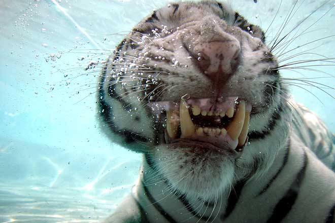 [White-Bengal-Tiger-Splash-Show-12.jpg]