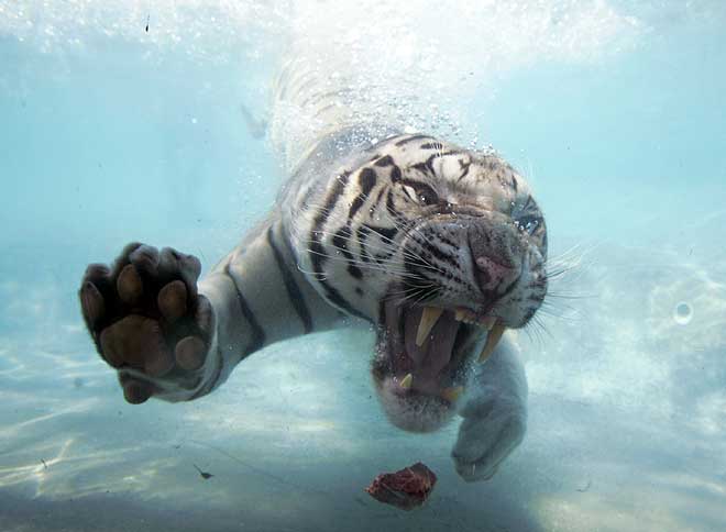 [White-Bengal-Tiger-Splash-Show-13.jpg]