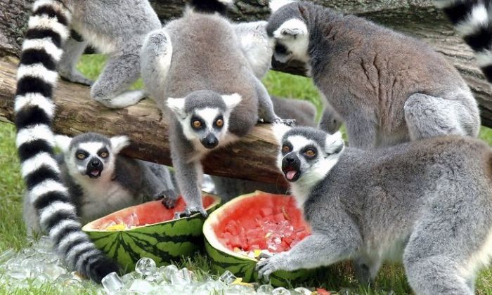 [lemurs.jpg]
