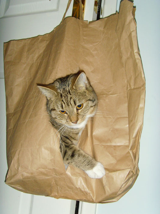 [cat_bag2.jpg]