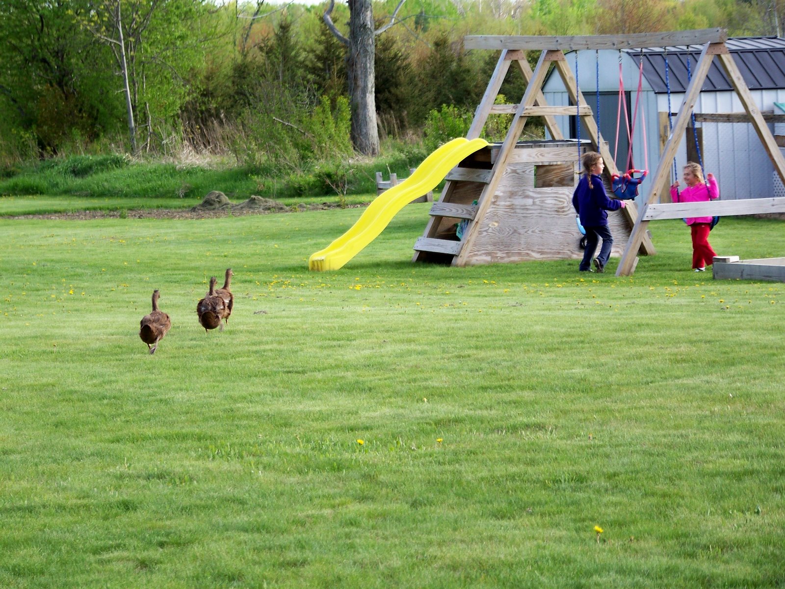 [ducks+chasing+kids.jpg]