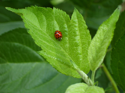 [photo-ladybug06-blog.jpg]