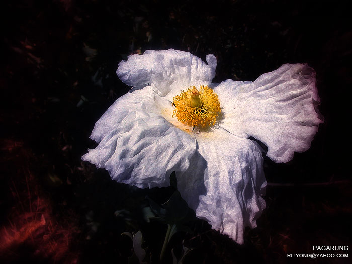 [white_flower.jpg]