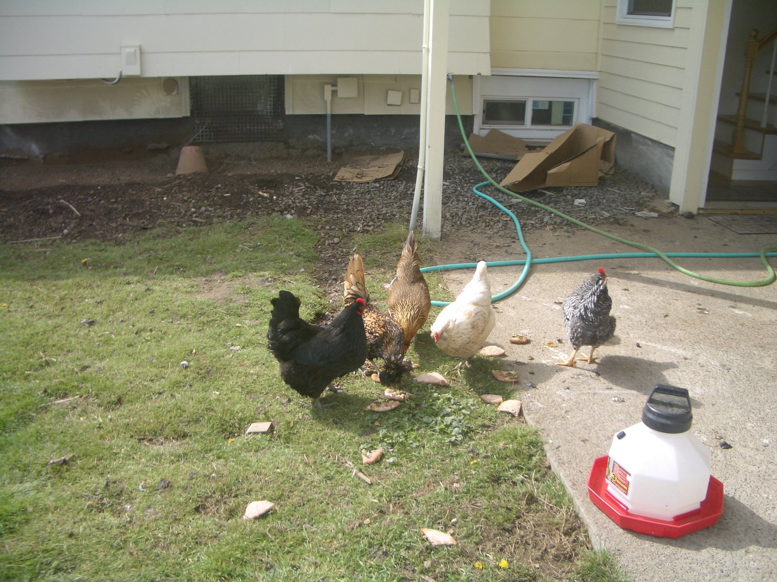 [Project+Mexico+(and+chickens)+056.jpg]