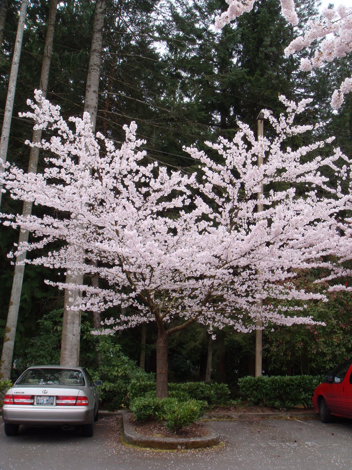 [cherry+blossoms+003.jpg]