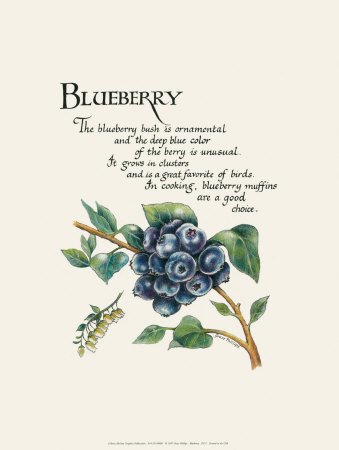 [blueberry.bmp]
