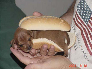 [hot+dog+puppy.jpg]