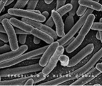 [Escherichia+coli.bmp]