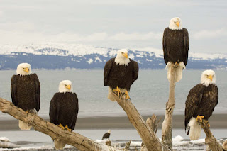 DUVAR KAITLARI Bald+Eagles,+Kachemak+Bay,+Kenai+Peninsula,+Alaska-778100