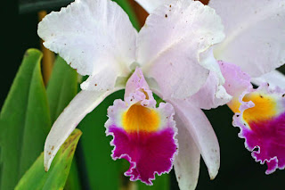duvar katlar Close-Up+of+an+Orchid-785987