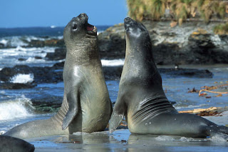 DUVAR KAITLARI Elephant+Seals,+Falkland+Islands-793935