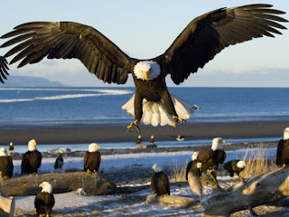 DUVAR KAITLARI Bald+Eagles,+Kachemak+Bay,+Kenai+Peninsula,+Alaska-784938