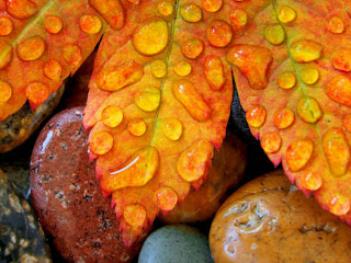 DUVAR KAITLARI Dew+Drops+on+a+Vine+Maple+Leaf-728790