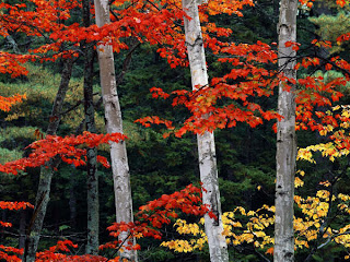 DUVAR KAITLARI Fall+Color,+White+Mountain+National+Forest,+New+Hampshire-736908