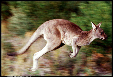 [Kangaroo_jumping.jpg]
