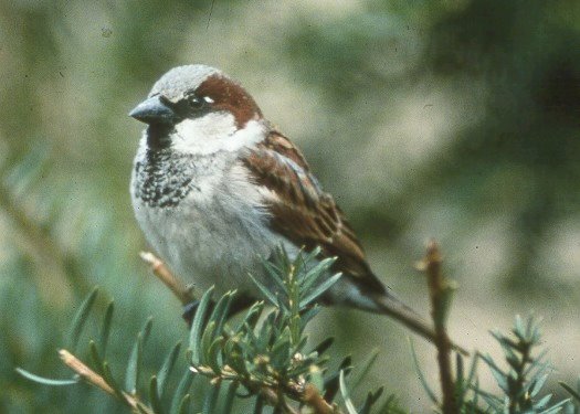 [sparrow.bmp]