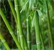 Segmented Joint Bamboo plant