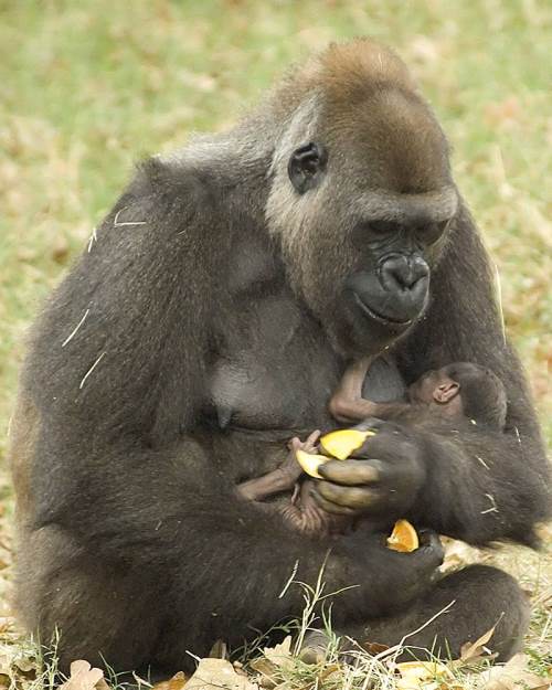 [gorilla+with+baby.jpg]
