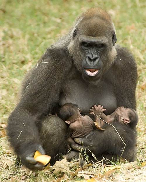 [gorilla+with+baby+(1).jpg]