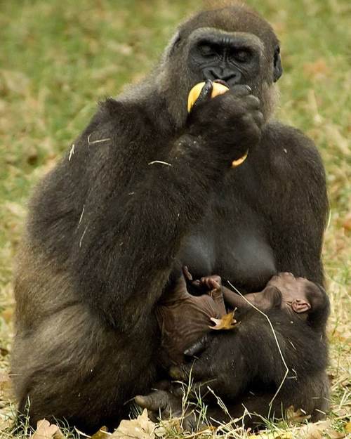 [gorilla+with+baby+(4).jpg]