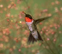 [hummingbird14cd834-200w.jpg]