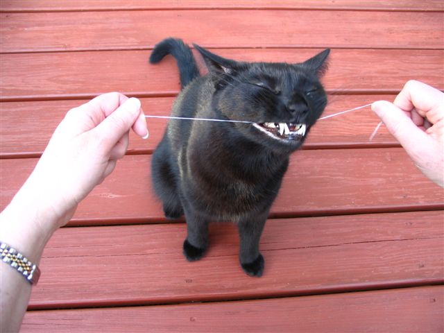 [20071208a-Flossing+cat.jpg]