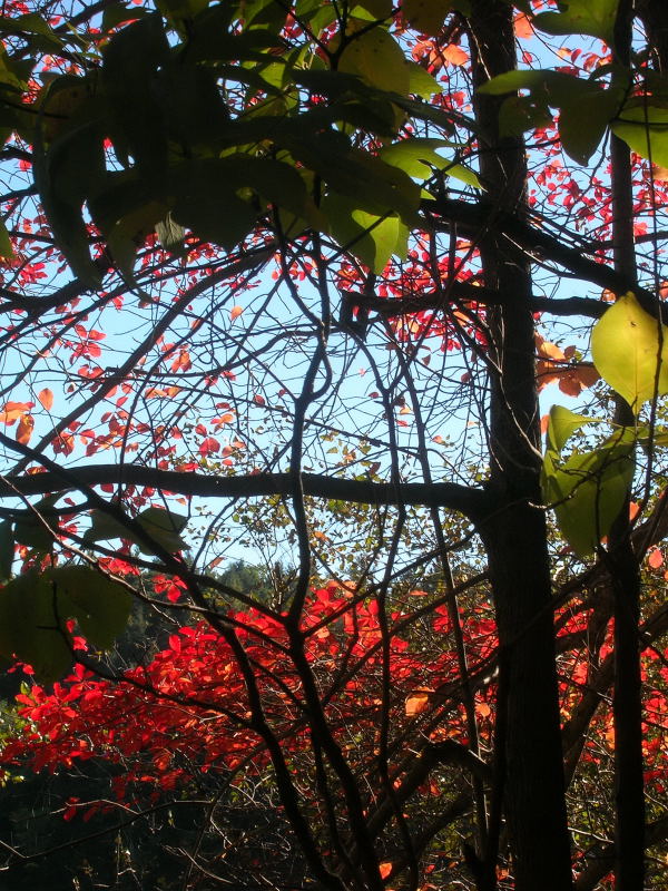 [Blog0001New+England+Foliage.JPG]