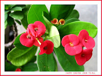 Easter Greeting card with the Dwarf Crown of Thorns (Euphorbia milii), growing in our garden