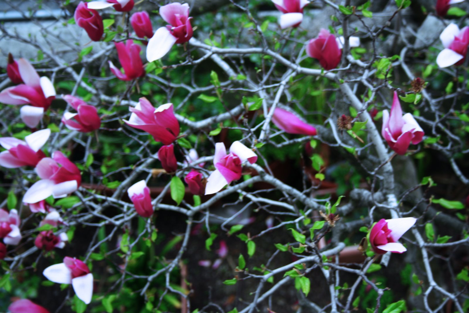 [magnolia+colore.jpg]