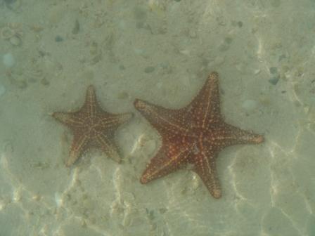 [Starfishes.jpg]