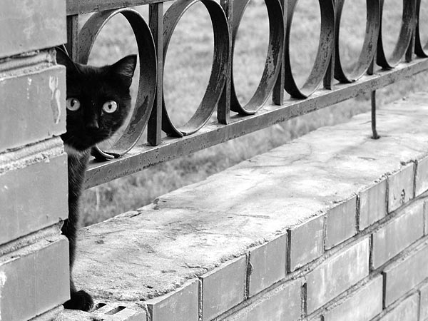 [20060922205004_photoblog_black_cat.jpg]