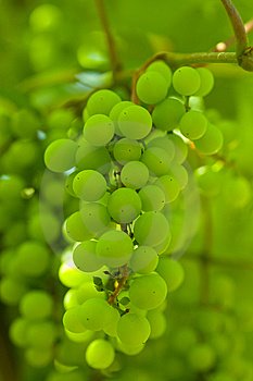 grapes ,not nucleus