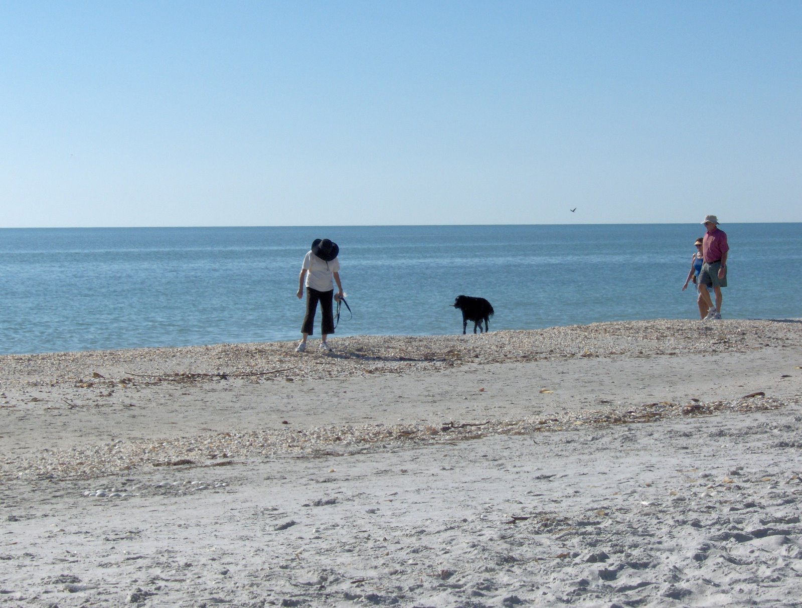 [Beach+dog+6.JPG]