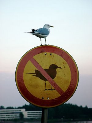 [Bird+on+no-bird+sign.jpg]