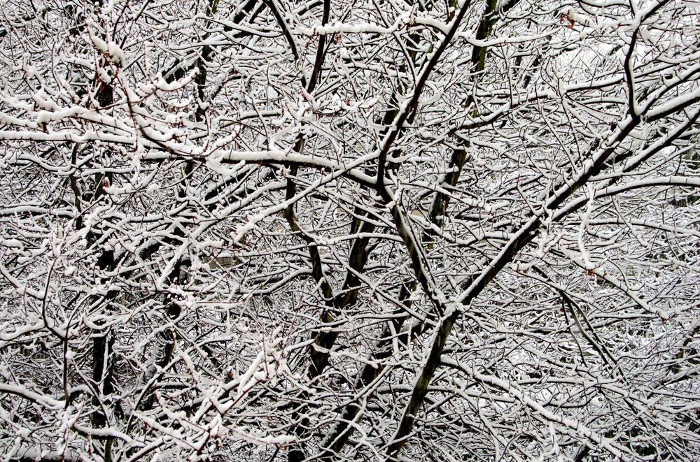 [snowy-tree.jpg]