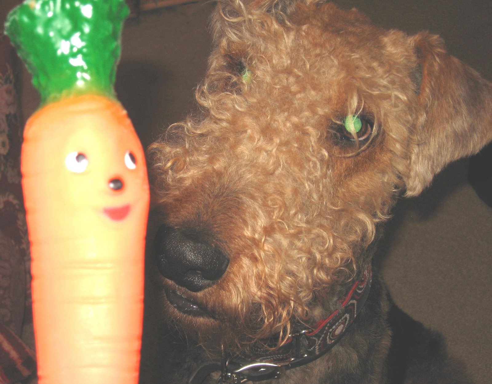 [Hello+Mr+Carrot.jpg]