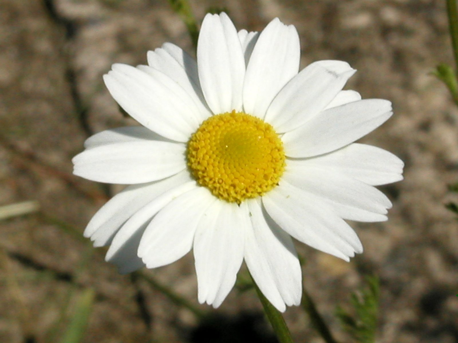 [daisyflower.jpg]