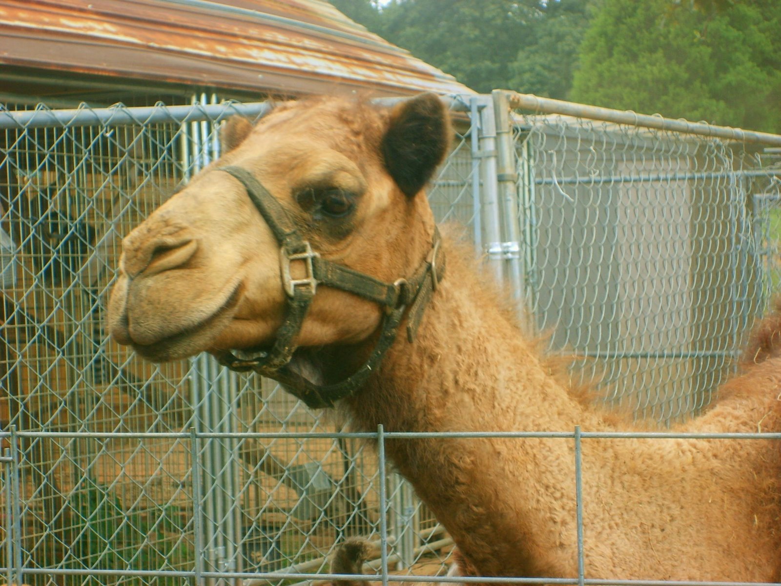 [Camel.jpg]