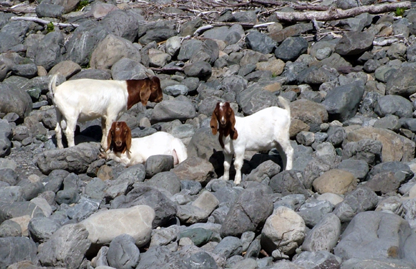 [Waitangi+Goats.jpg]