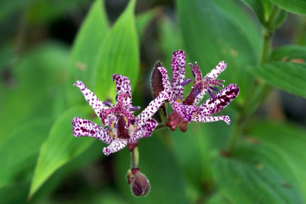 [Toad+Lily.jpg]